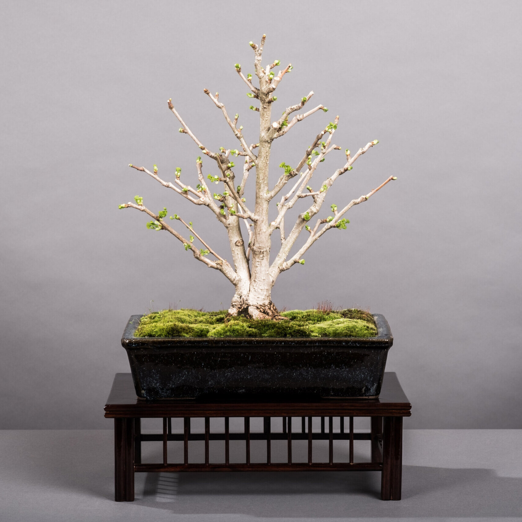 Intro to Bonsai