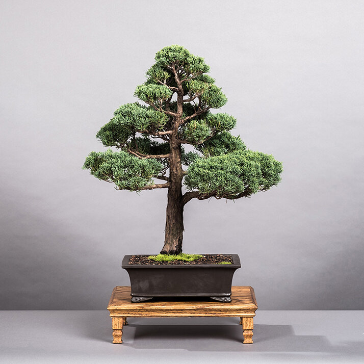 Selecting Bonsai Material