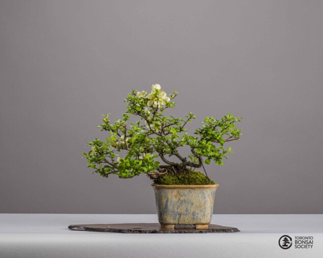 2023 Spring Show  Toronto Bonsai Society