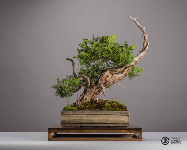 wann bonsai düngen ProviPlant Bonsai-Dünger: Für Indoor- & Outdoor Bonsai-Bäume main image 0